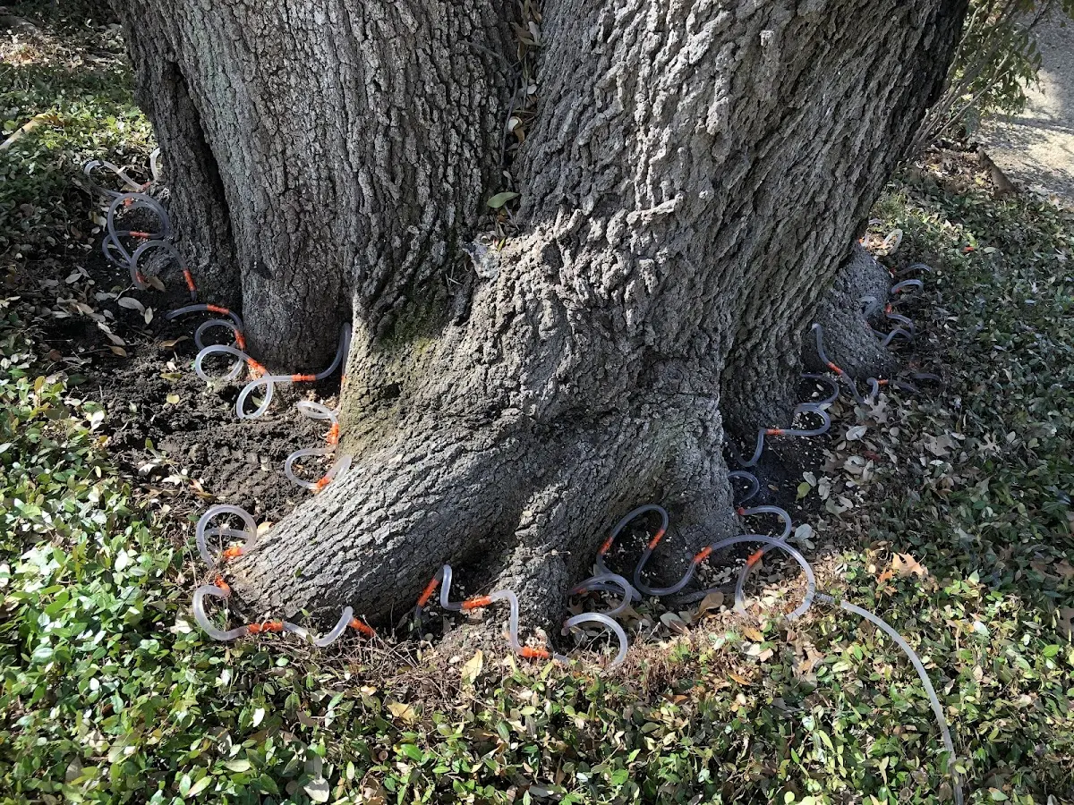 Detailed Tree Cabling and Bracing job site in Mattawa