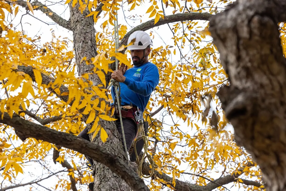 Skilled Tree Pruning crew working in Mattawa