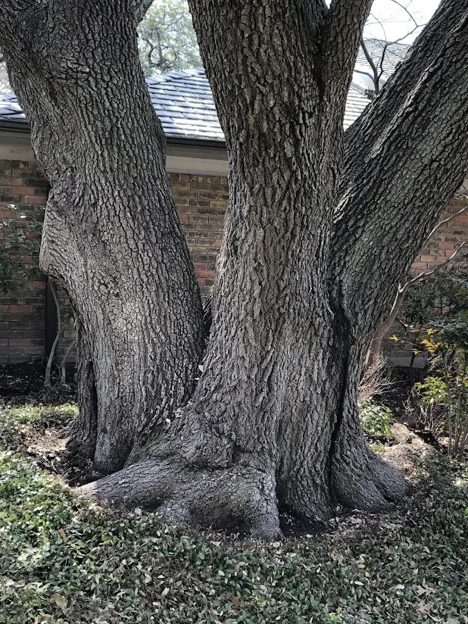 Mature heritage tree close to a Mattawa property cared for by certified arborists